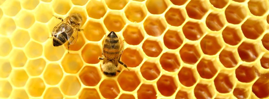 Hogyan hasznos a méz a cukorbetegek számára
